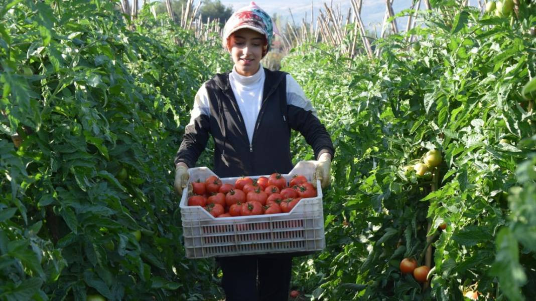 10 köydeki 2500 dekara ekildi tarlada kilosu 15 TL'den satılıyor. Köylü bayram ediyor şafak vakti topluyor - Resim: 7